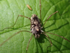 Platybunus