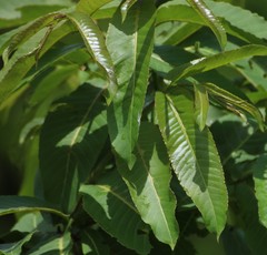 Terminalia elliptica