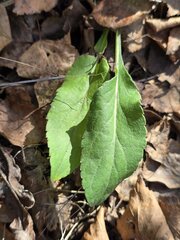 Solidago virgaurea, photograph (c) Сергей Голубев, some rights reserved (CC BY)