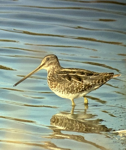 Common Snipe