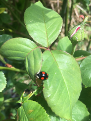 Harmonia axyridis