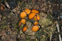 Anthracobia muelleri