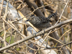 Thamnophilus doliatus