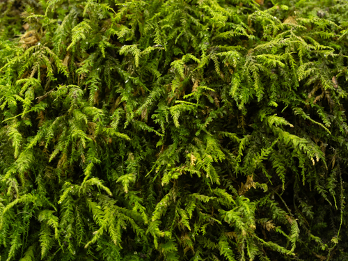 tree-skirt moss