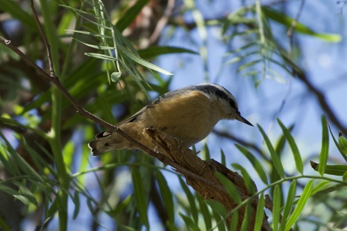 iNaturalist observation photo of Red-breasted Nuthatch