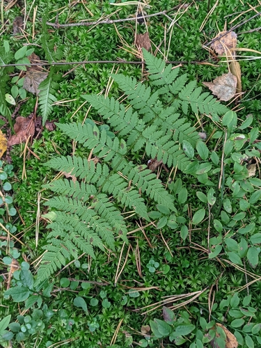 Dryopteris carthusiana, photograph 1