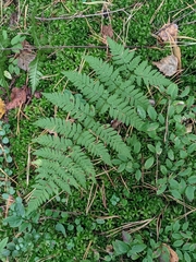 Dryopteris carthusiana, photograph (c) Марина Давлетшина, some rights reserved (CC BY)