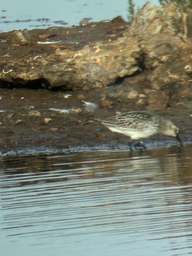 Dunlin