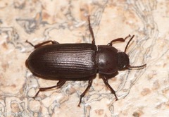 Tenebrionini