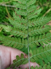 Dryopteris carthusiana, photograph (c) Марина Давлетшина, some rights reserved (CC BY)