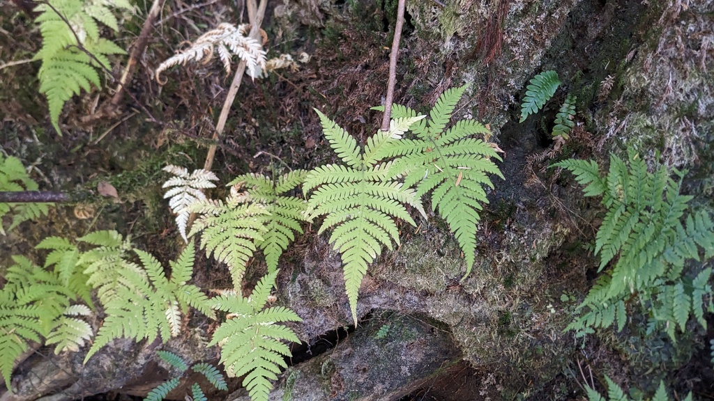 Phegopteris connectilis; photograph (c) Shaan Aroeste, some rights reserved (CC BY)