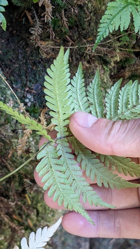 Phegopteris connectilis, photograph 1