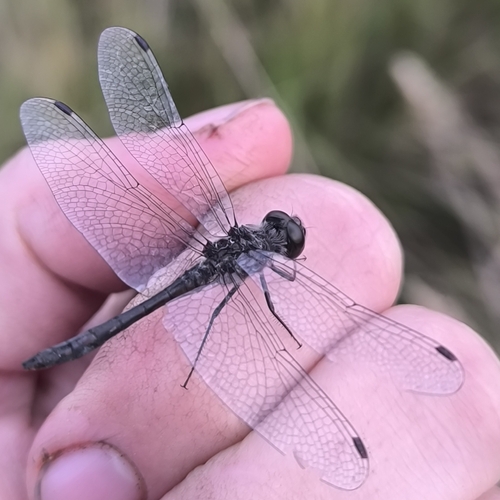 Black Meadowhawk
