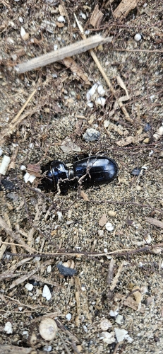Scarites buparius