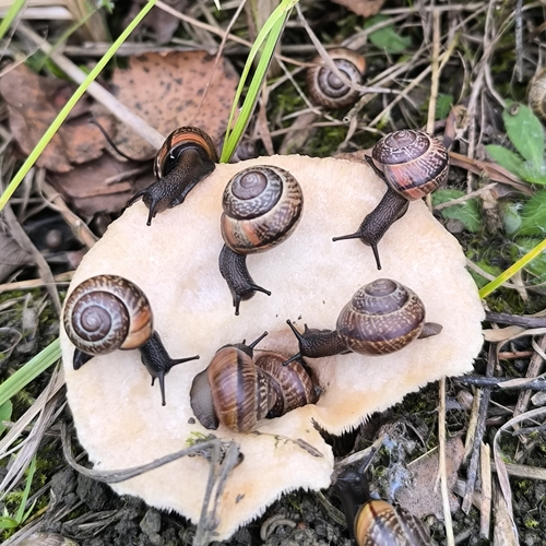 Copse Snail