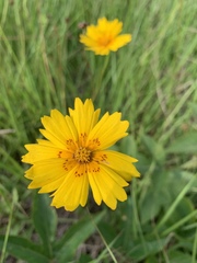 Coreopsis nuecensis