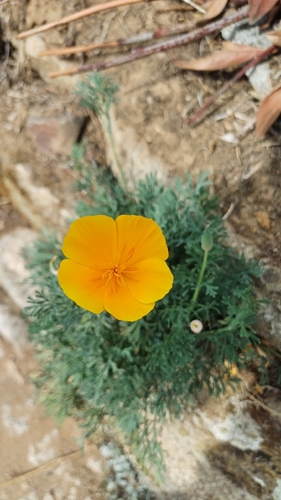California poppy