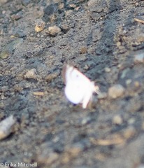 Lomographa semiclarata