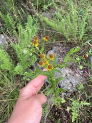 Helenium microcephalum