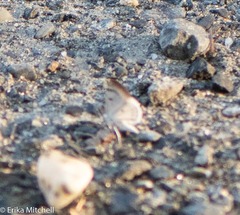 Lomographa semiclarata