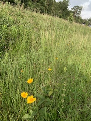 Coreopsis nuecensis
