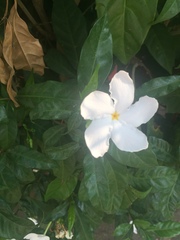 Magnoliopsida
