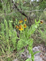 Helenium microcephalum
