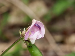 Strophostyles helvola, photograph (c) Joshua Ebright, some rights reserved (CC BY)
