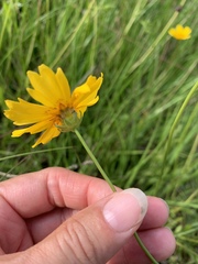 Coreopsis nuecensis