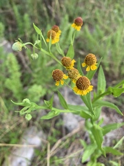 Helenium microcephalum