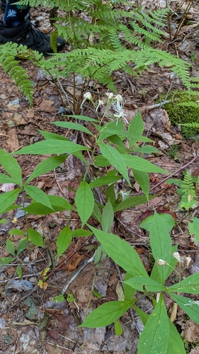 Oclemena acuminata, photograph 5
