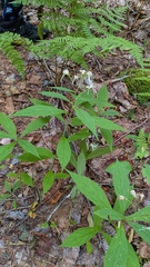 Oclemena acuminata, photograph (c) alicia penney, some rights reserved (CC BY)