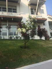 Magnoliopsida