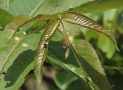 Terminalia elliptica