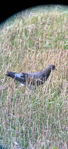 Feral Pigeon