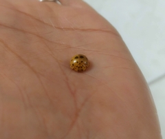 Harmonia vigintiduomaculata