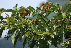 Terminalia elliptica