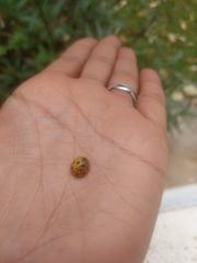 Harmonia vigintiduomaculata