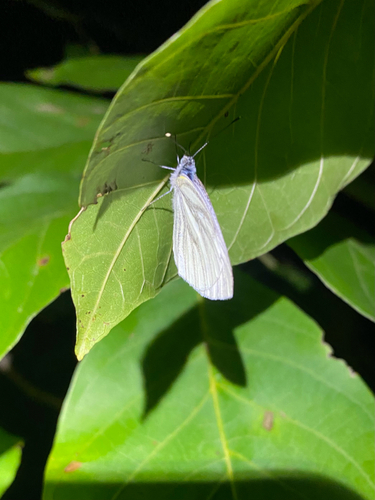 Green-veined White