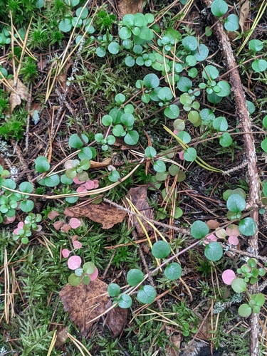 Linnaea borealis, photograph 5