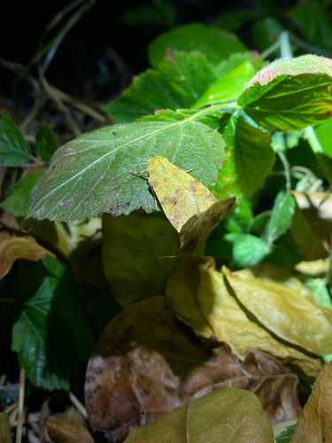 The Sallow