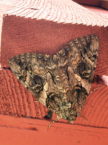 Penitent Underwing