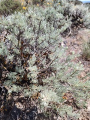 Artemisia rigida