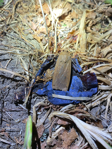 Large Yellow Underwing