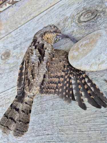 Eurasian Wryneck