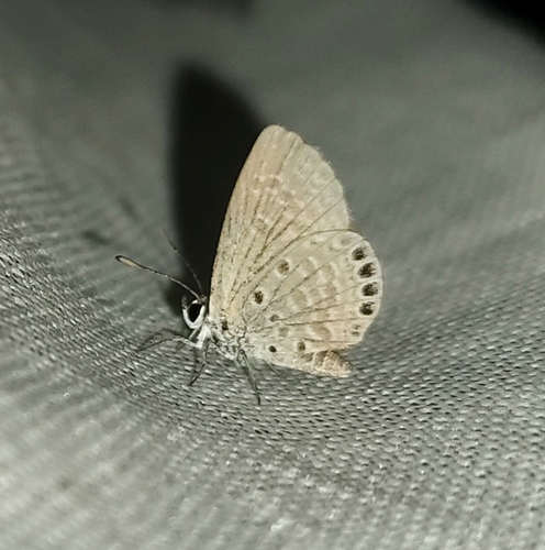 Jewelled Grass-blue