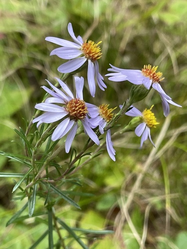 Flax-leaved Aster