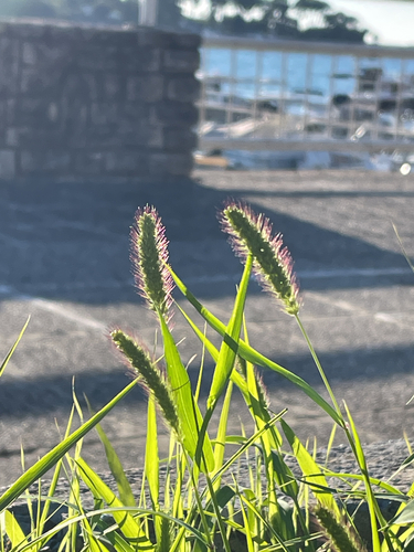 Setaria viridis