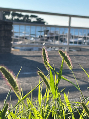 Setaria viridis, photograph author not stated, no rights reserved