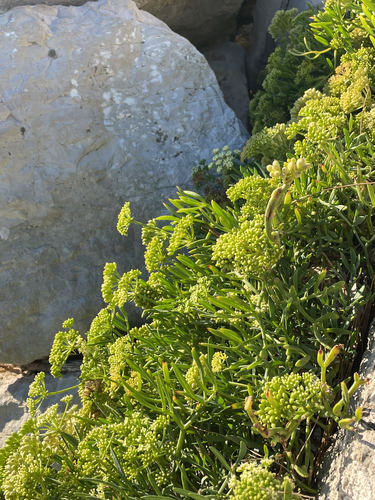 Crithmum maritimum, photograph 6
